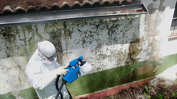 Top rated local Mold Remediation specialists in Franklin, GA